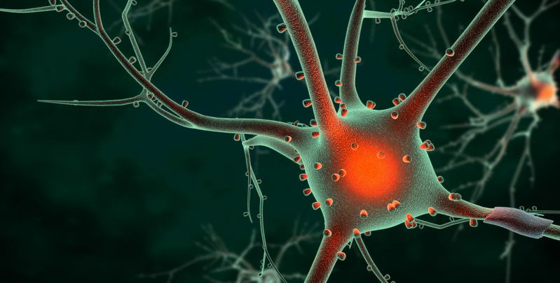 How Extra Virgin Olive Oil Can Protect from Alzheimer’s Disease how-extra-virgin-olive-oil-can-protect-from-alzheimers-disease